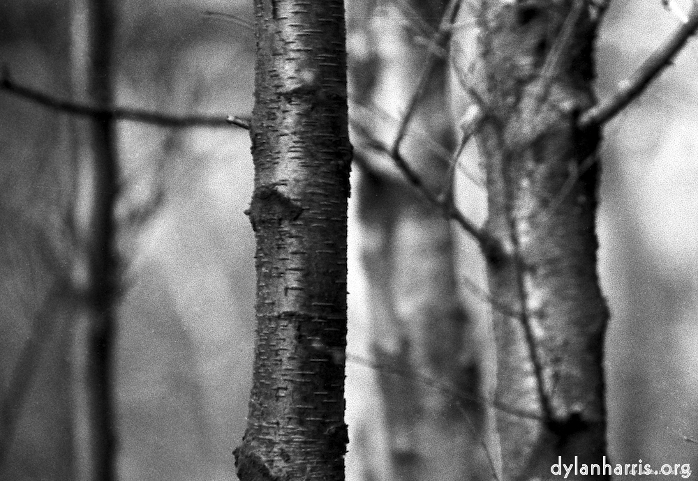 Image: young tree branch