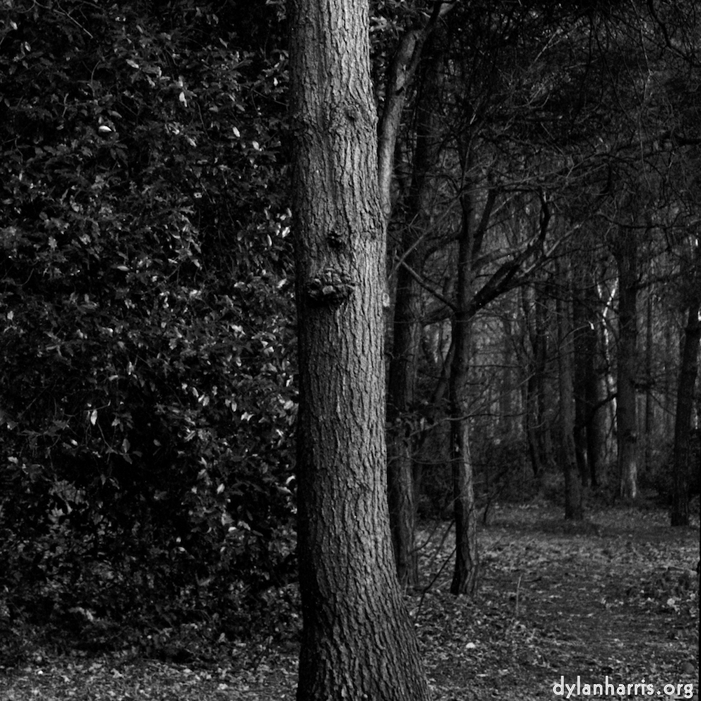 image: a treetrunk divides a bush from the wood