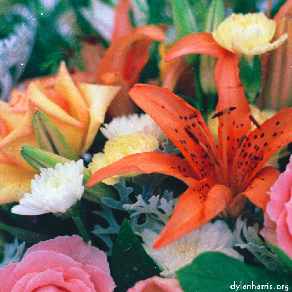 image: Voici ‘fleur (xi) 5’.